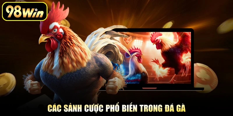 Các sảnh cược phổ biến trong đá gà